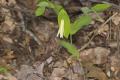 Perfoliate Bellwort, Uvularia perfoliata