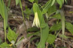 Perfoliate Bellwort, Uvularia perfoliata