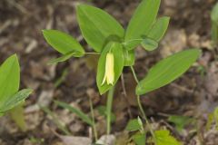 Perfoliate Bellwort, Uvularia perfoliata