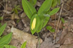 Perfoliate Bellwort, Uvularia perfoliata