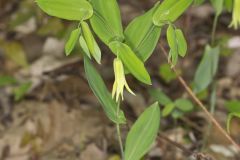 Perfoliate Bellwort, Uvularia perfoliata