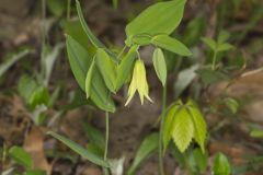Perfoliate Bellwort, Uvularia perfoliata