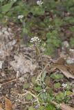 Perfoliate Pennycress, Microthlaspi perfoliatum