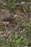 Perfoliate Pennycress, Microthlaspi perfoliatum
