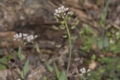 Perfoliate Pennycress