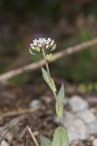 Perfoliate Pennycress, Microthlaspi perfoliatum