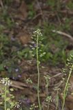 Perfoliate Pennycress, Microthlaspi perfoliatum