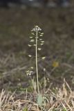 Perfoliate Pennycress, Microthlaspi perfoliatum