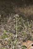 Perfoliate Pennycress, Microthlaspi perfoliatum