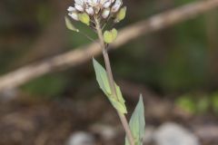 Perfoliate Pennycress, Microthlaspi perfoliatum