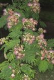 Persian Silk Tree, Albizia julibrissin