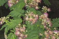 Persian Silk Tree
