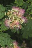 Persian Silk Tree, Albizia julibrissin