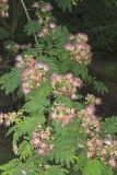 Persian Silk Tree, Albizia julibrissin