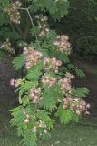 Persian Silk Tree, Albizia julibrissin