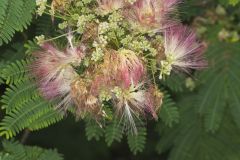 Persian Silk Tree, Albizia julibrissin