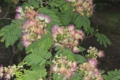 Persian Silk Tree, Albizia julibrissin