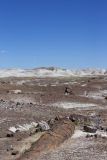Petrified Wood in the landscape at Petrified Forest National Park