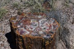Petrified Wood in the Petrified Forest National Park