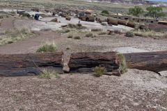 Petrified Wood in the Petrified Forest National Park