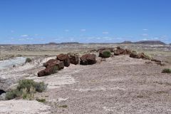Petrified Wood in the Petrified Forest National Park