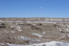 Petrified Wood in the Petrified Forest National Park