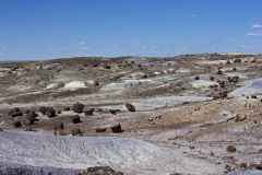Petrified Wood in the landscape at Petrified Forest National Park