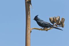 Phainopepla, Phainopepla nitens