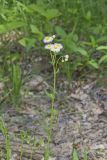 Philadelphia Fleabane, Erigeron philadelphicus