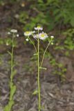 Philadelphia Fleabane, Erigeron philadelphicus