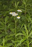 Philadelphia Fleabane, Erigeron philadelphicus