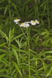 Philadelphia Fleabane, Erigeron philadelphicus