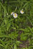 Philadelphia Fleabane, Erigeron philadelphicus