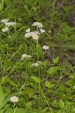 Philadelphia Fleabane, Erigeron philadelphicus