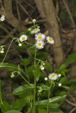 Philadelphia Fleabane, Erigeron philadelphicus