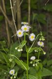 Philadelphia Fleabane, Erigeron philadelphicus