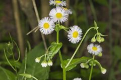 Philadelphia Fleabane