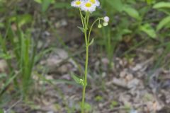Philadelphia Fleabane, Erigeron philadelphicus