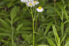 Philadelphia Fleabane, Erigeron philadelphicus