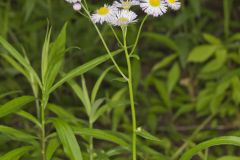 Philadelphia Fleabane, Erigeron philadelphicus