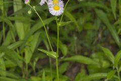 Philadelphia Fleabane, Erigeron philadelphicus