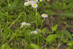 Philadelphia Fleabane, Erigeron philadelphicus