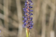 Pickerelweed, Pontederia cordata