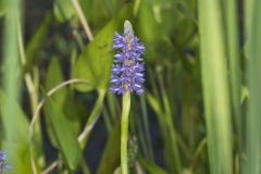 Pickerelweed, Pontederia cordata
