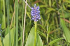 Pickerelweed, Pontederia cordata