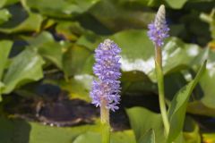 Pickerelweed, Pontederia cordata