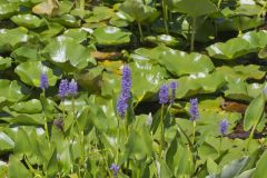 Pickerelweed, Pontederia cordata