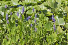 Pickerelweed, Pontederia cordata