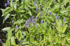 Pickerelweed, Pontederia cordata