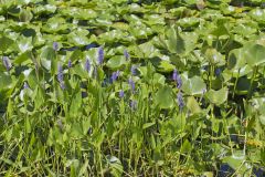Pickerelweed, Pontederia cordata